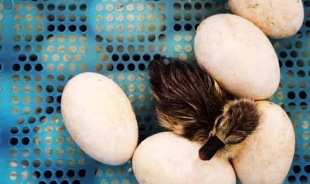 Incubation period & Embryo growth and development  of duck eggs