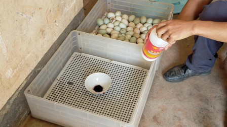 98%+ Hatch Rate Guaranteed – We’ll Help You Fix It (For Life!)