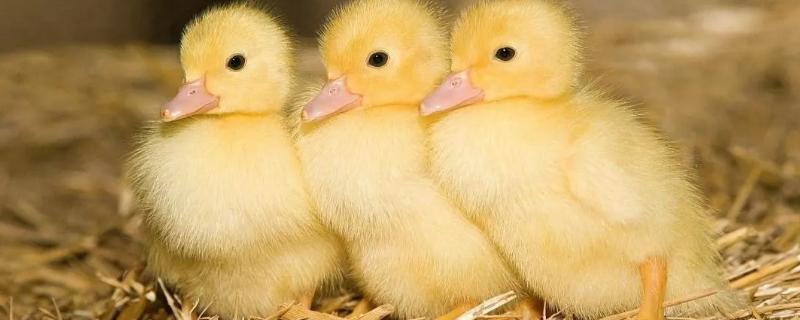 Hatching Temperature for hatching duck eggs