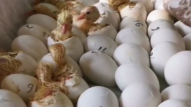 Humidity control during duck egg hatching