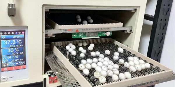 Affordable Egg Incubators for Rural Africa – Low-Cost, Reliable Hatching Solutions for Small-Scale Farmers